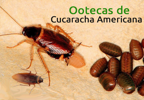 Cucaracha Americana Ootecas