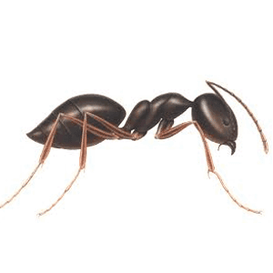 Hormigas