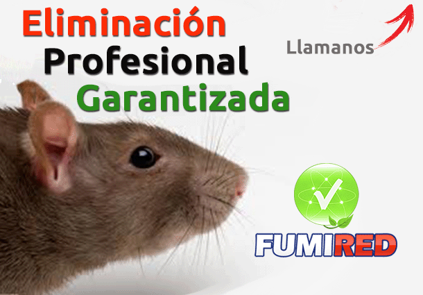 Cabra Acusador De confianza Fumigación de Ratas - Eliminar Ratas - Fumigar Ratas